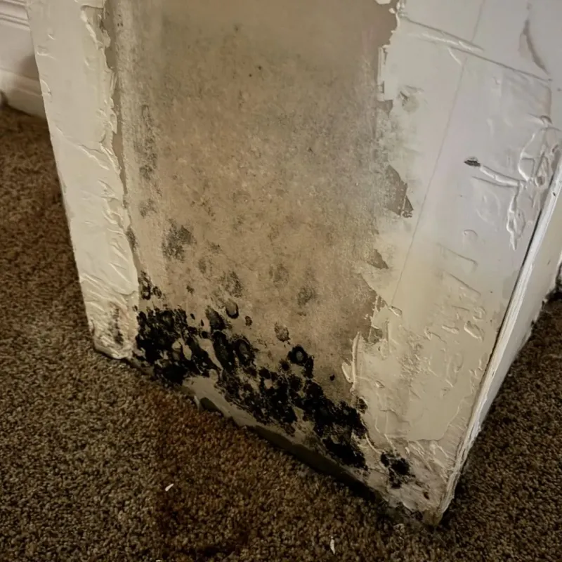 Professional Mold Removal in Brownfield, ME